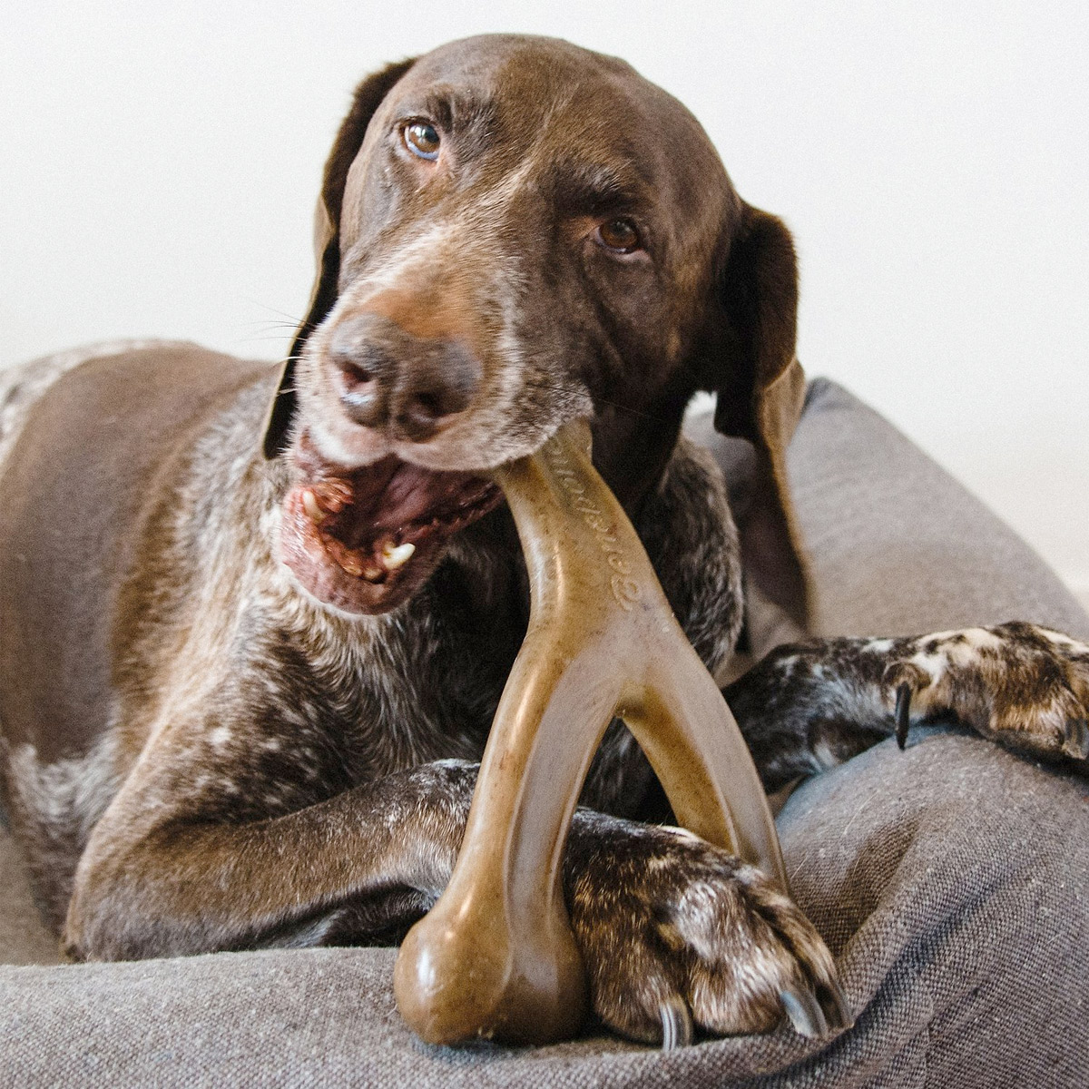 Benebone Wishbone Dog Chew Toy - Bacon_thumbnail_2