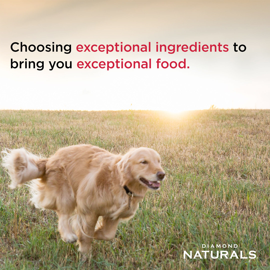 Diamond Naturals All Life stages Dog Chicken & Rice Formula - 2kg_thumbnail_3