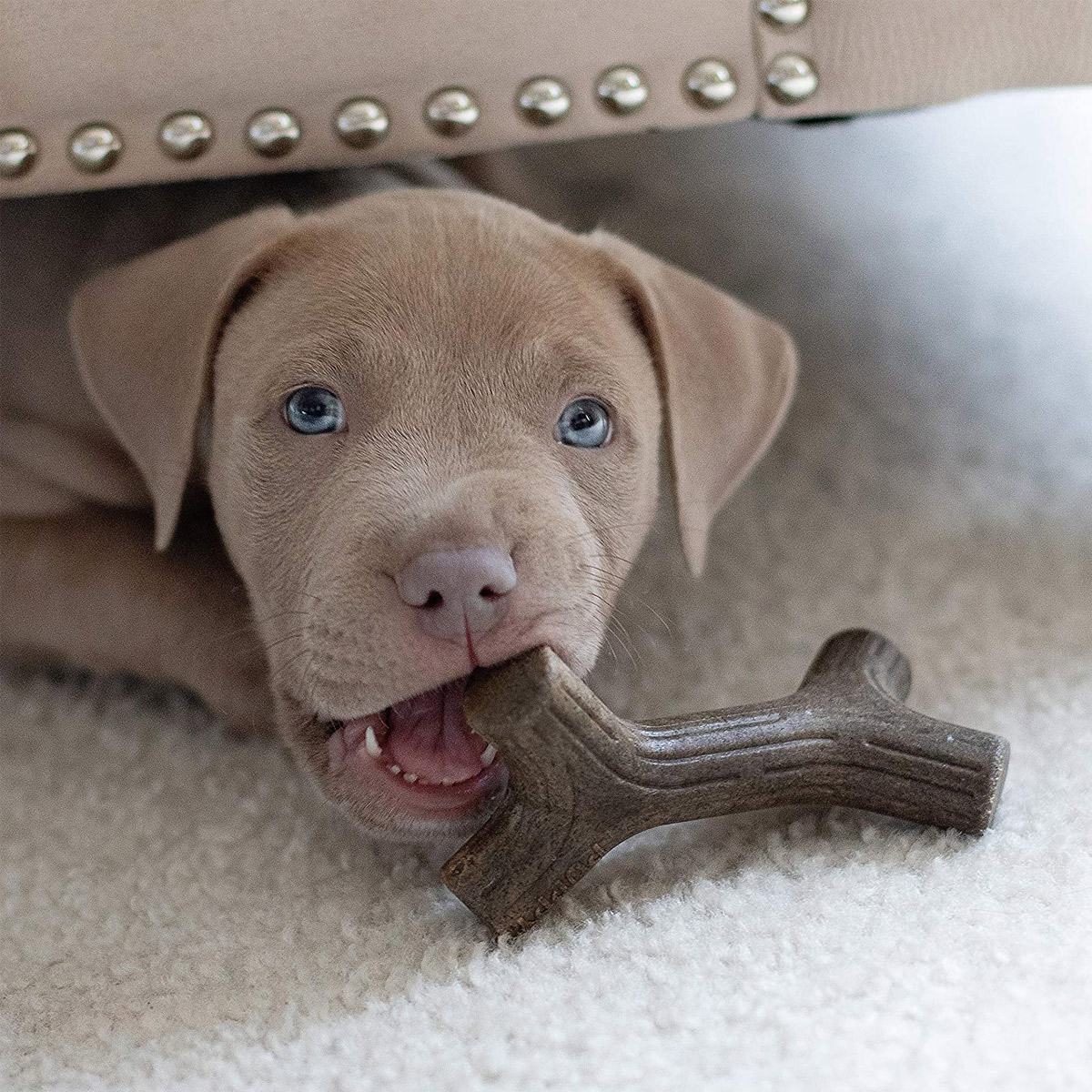 Benebone Puppy 2-Pack Maplestick/Zaggler (Tiny) - Bacon_thumbnail_3