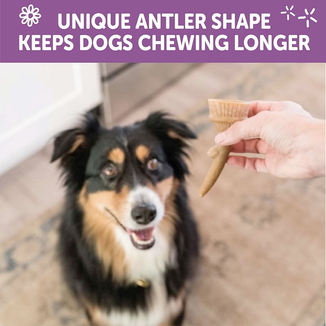 WHIMZEES Occupy Antler Natural Dental Chews for Dogs_thumbnail_3